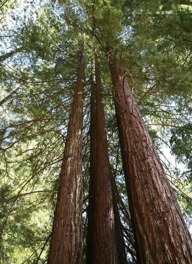 高大挺拔的紅木樹林（網絡圖片）