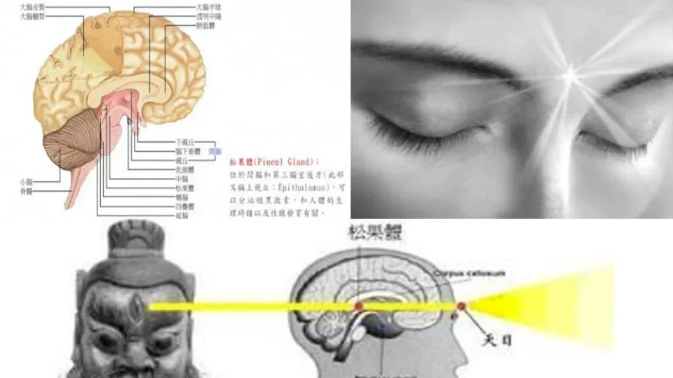 人体的第三只眼睛 (网络合成图)